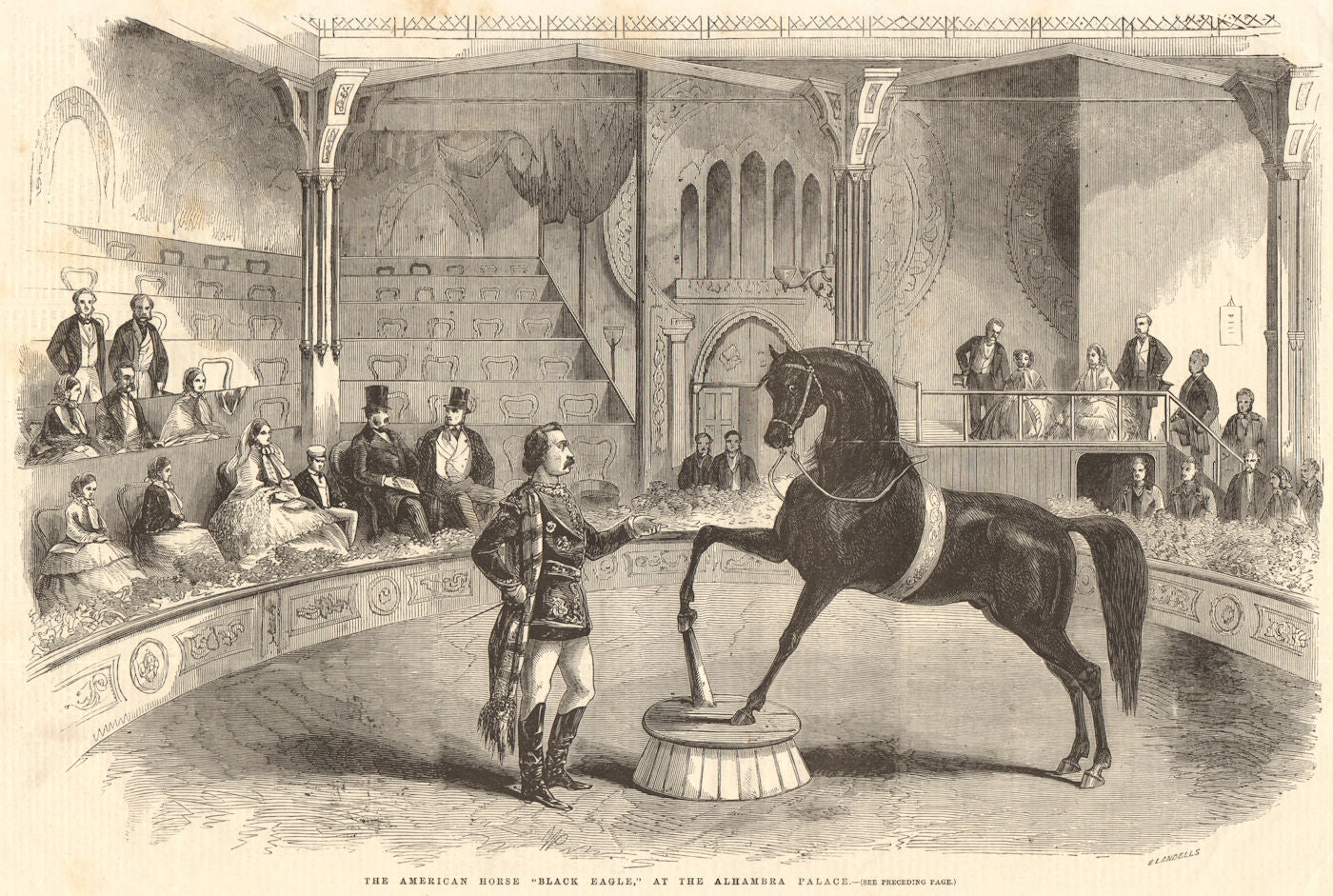 The American horse